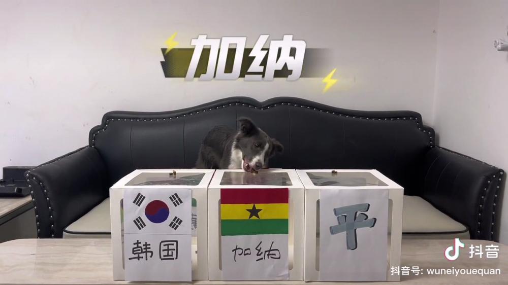 世界杯神准预测（边牧猜世界杯连续四场全中 1／4决赛预测也来了）-趣拿体育