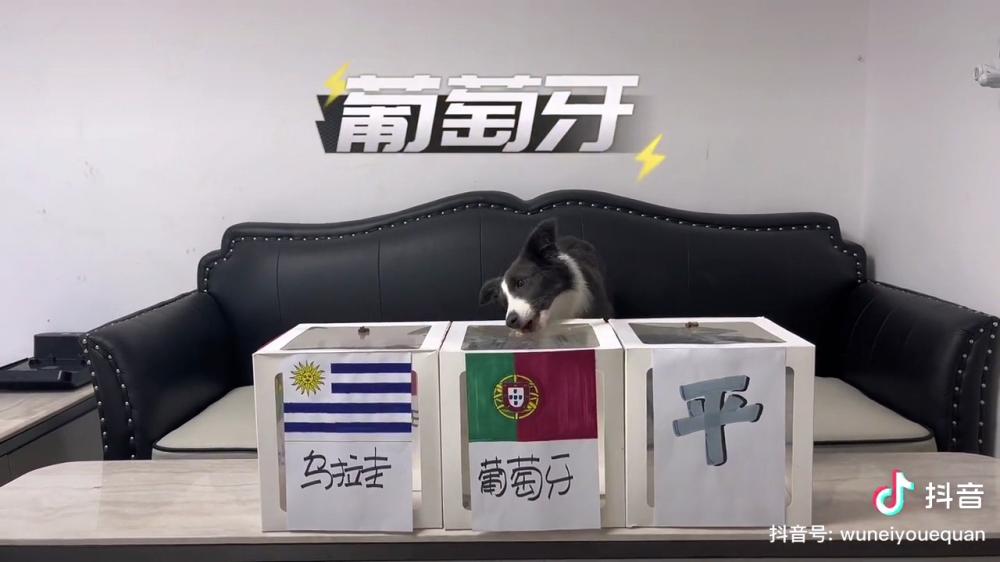 世界杯神准预测（边牧猜世界杯连续四场全中 1／4决赛预测也来了）