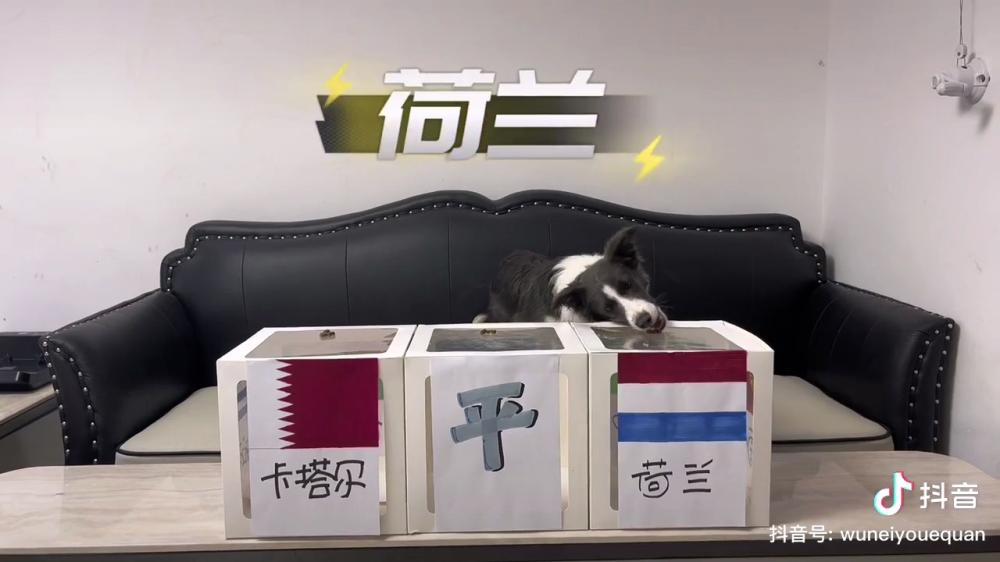 世界杯神准预测（边牧猜世界杯连续四场全中 1／4决赛预测也来了）