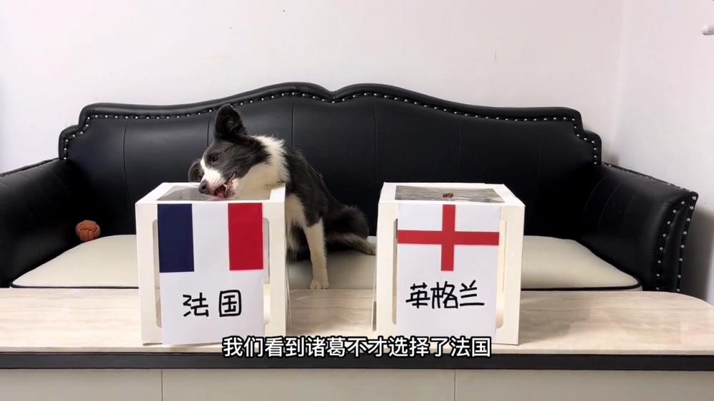 世界杯神准预测（边牧猜世界杯连续四场全中 1／4决赛预测也来了）