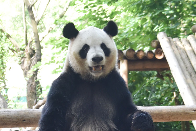 深圳野生動物園門票（深圳野生動物園成家庭親子游熱門選擇）