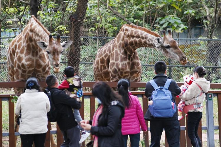 深圳野生動物園門票（深圳野生動物園成家庭親子游熱門選擇）