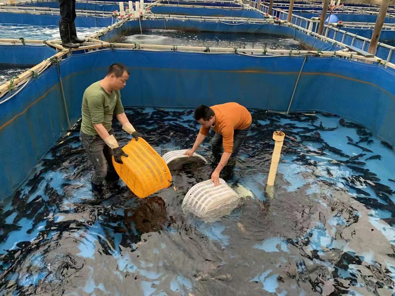 养石斑鱼的前景如何（养石斑鱼的前景如何呢）