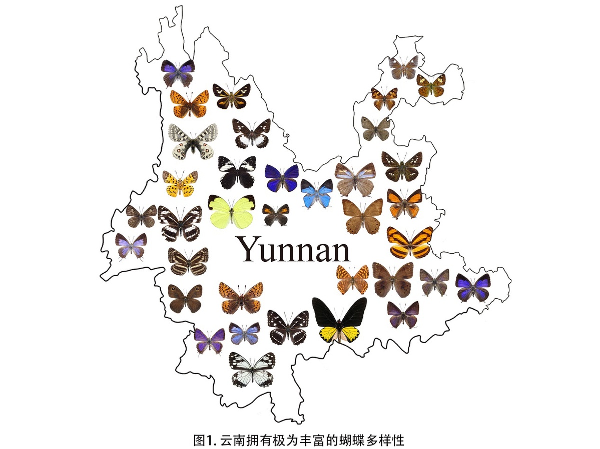 中国有哪些蝴蝶标本（中国有哪些蝴蝶标本品）