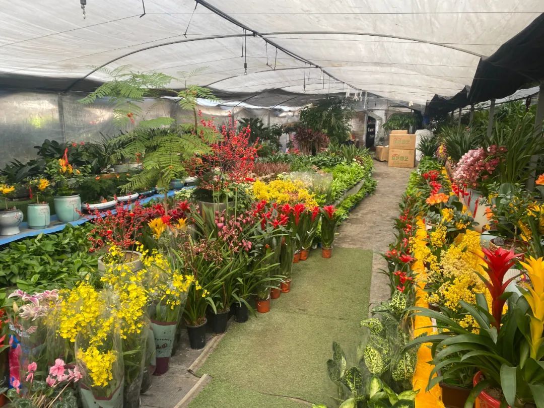 最近几天,花农李鑫因为"搬家"一事忙得不可开交,伴随着基地一期几栋