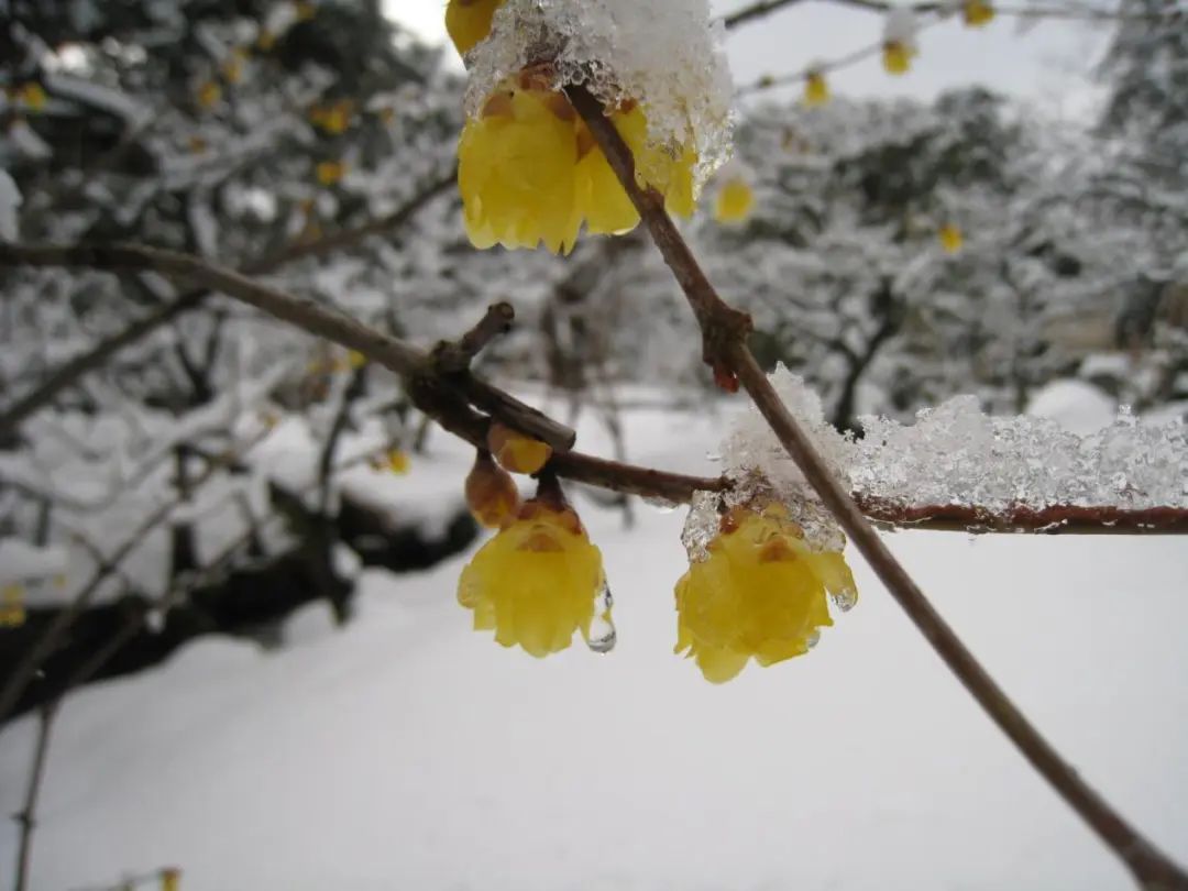 腊梅花怎么养（如何养护好一株蜡梅？）