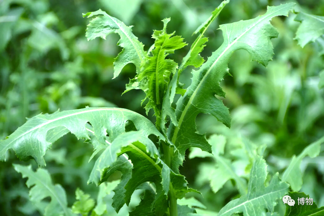 贡菜是不是莴笋 贡菜为什么要少吃-百科叔叔