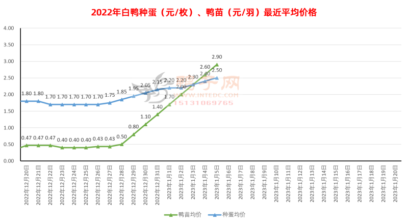 鸭苗四天涨2倍，肉价却在下跌，禽肉类市场春节前剧烈震荡