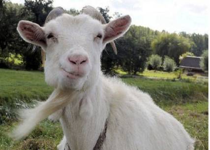 goat复数（goat的名词复数）-第6张图片