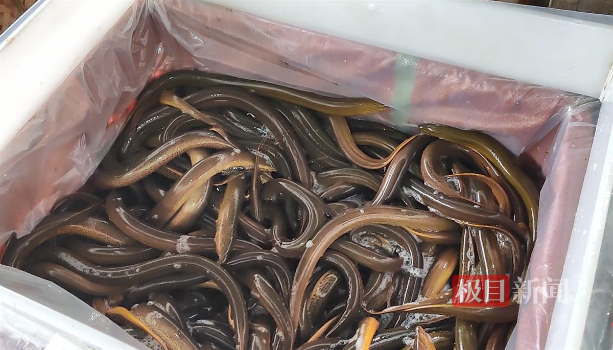 仙桃黄鳝俏销,春节前日交易量已超30万斤