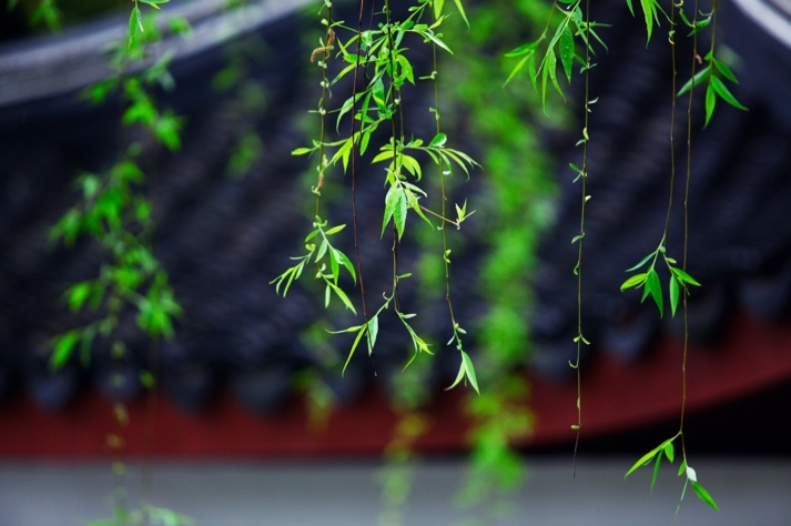 生机盎然是什么意思 (生机盎然下一句是什么)