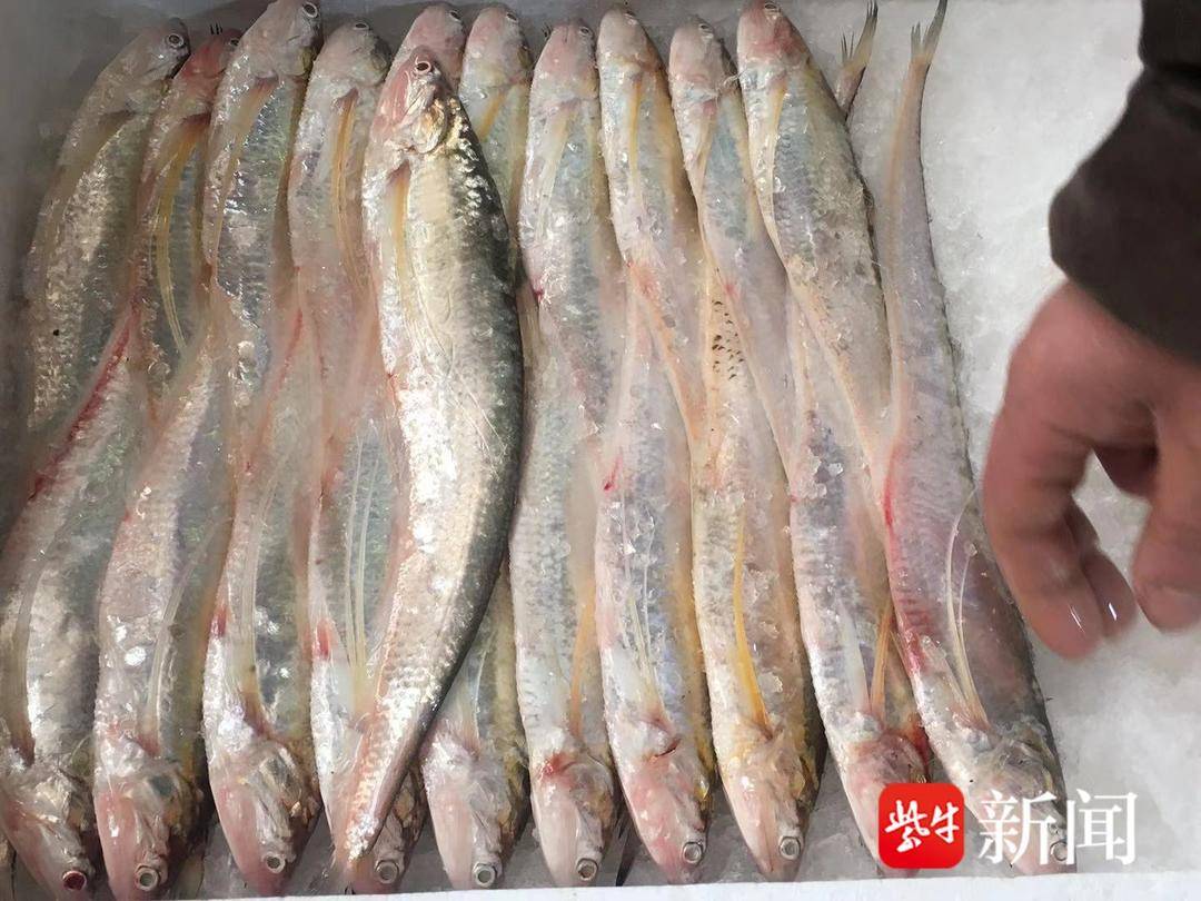 立春将至，南京刀鱼抢鲜上市，每斤120—550元