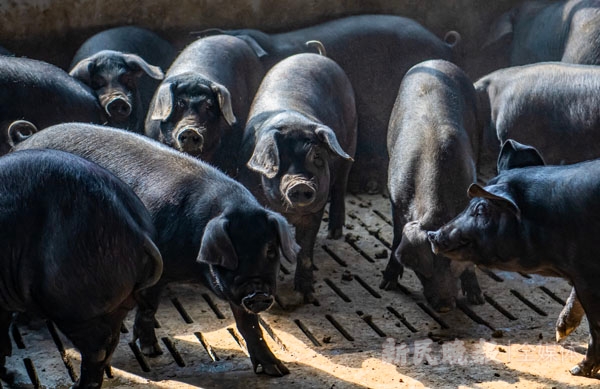 吉尼斯世界纪录最大的猪(探访上海最大本土猪养殖场，崇明黑毛土猪又回来了)