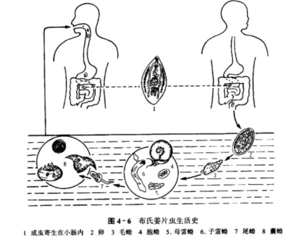 荸荠生吃好还是熟吃好（马蹄生吃小心感染寄生虫）