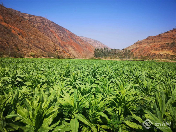 贡菜是哪里的特产（哪里产的贡菜是正宗的）-第1张图片-巴山号