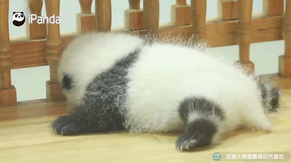 大熊猫有什么特点（大熊猫有什么特点和爱好）-第9张图片-昕阳网