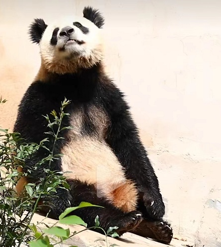 大熊猫有什么特点（大熊猫有什么特点和爱好）-第14张图片-昕阳网
