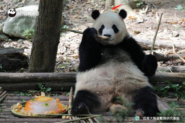 大熊猫有什么特点（大熊猫有什么特点和爱好）-第2张图片-昕阳网