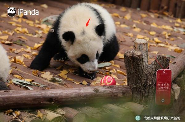 大熊猫有什么特点（大熊猫有什么特点和爱好）-第3张图片-昕阳网