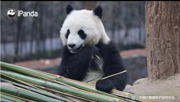 大熊猫有什么特点（大熊猫有什么特点和爱好）-第4张图片-昕阳网