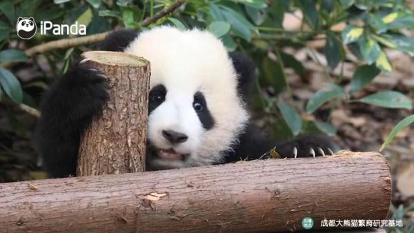 大熊猫有什么特点（大熊猫有什么特点和爱好）-第5张图片-昕阳网