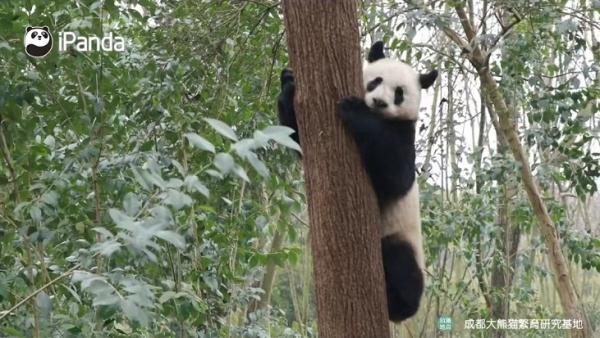 大熊猫有什么特点（大熊猫有什么特点和爱好）-第6张图片-昕阳网