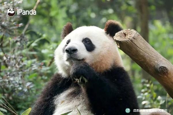 大熊猫有什么特点（大熊猫有什么特点和爱好）-第7张图片-昕阳网