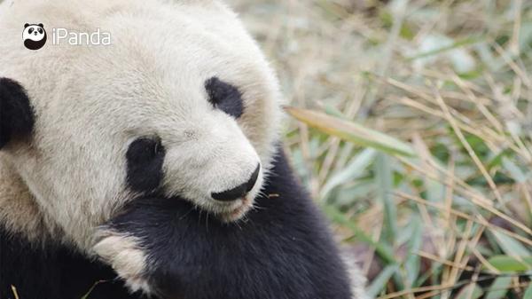 大熊猫有什么特点（大熊猫有什么特点和爱好）-第8张图片-昕阳网