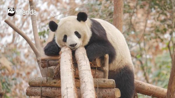 大熊猫有什么特点（大熊猫有什么特点和爱好）-第10张图片-昕阳网