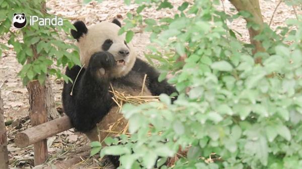 大熊猫有什么特点（大熊猫有什么特点和爱好）-第11张图片-昕阳网