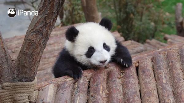 大熊猫有什么特点（大熊猫有什么特点和爱好）-第12张图片-昕阳网