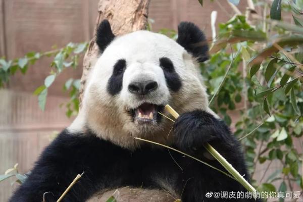 大熊猫有什么特点（大熊猫有什么特点和爱好）-第13张图片-昕阳网