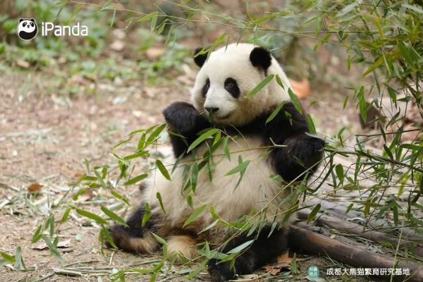 大熊猫有什么特点（大熊猫有什么特点和爱好）-第15张图片-昕阳网