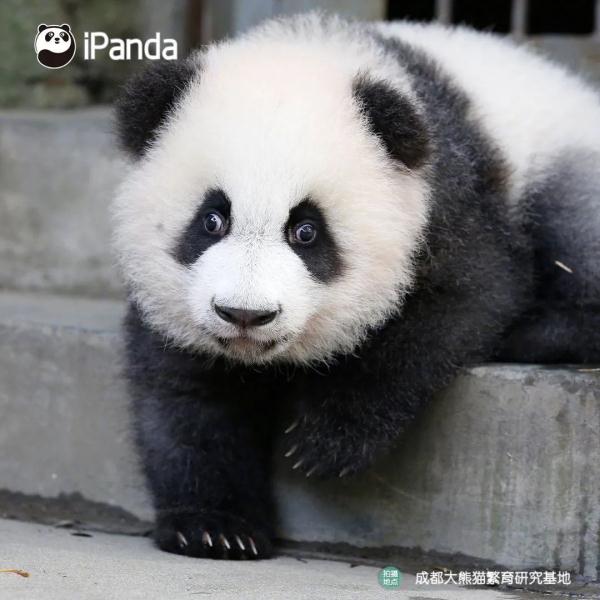 大熊猫有什么特点（大熊猫有什么特点和爱好）-第16张图片-昕阳网