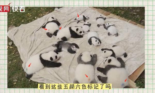 大熊猫有什么特点（大熊猫有什么特点和爱好）-第17张图片-昕阳网