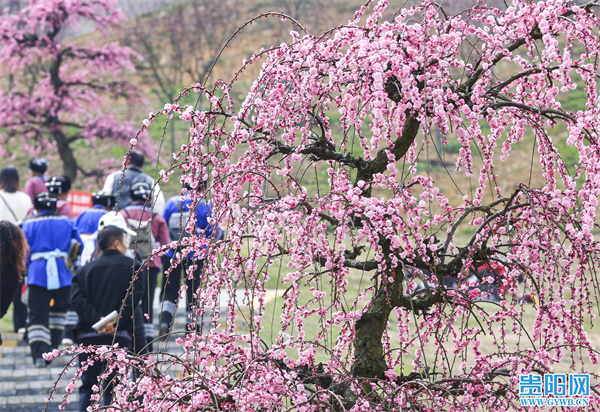 爽爽贵阳 繁花似锦｜“贵阳：花开春意浓