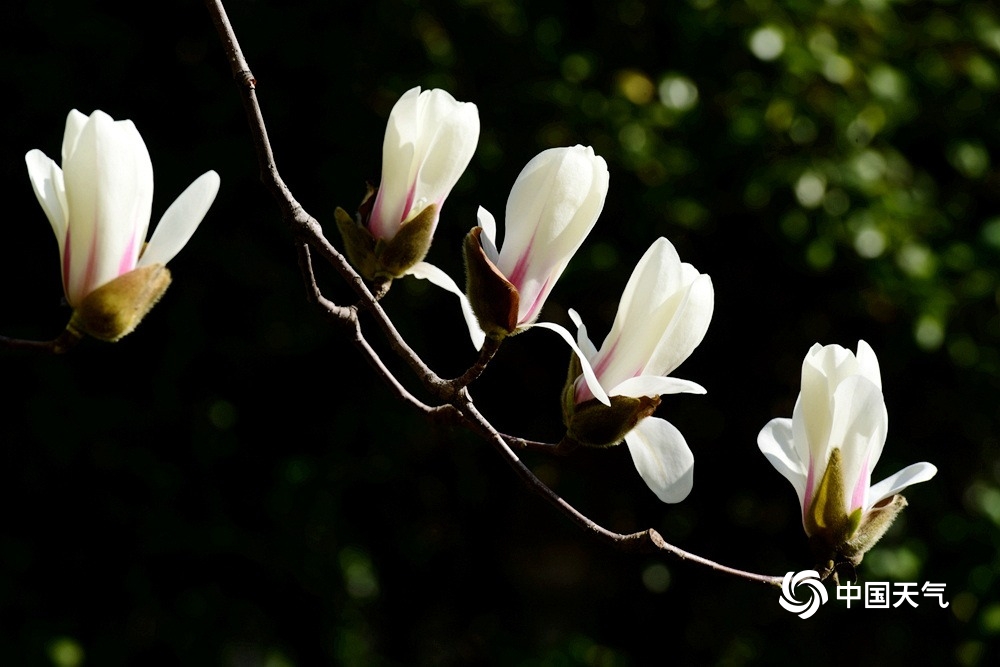 白色的花是什么（白色的花是什么花）-第3张图片-科灵网