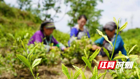 向往的生活第三季在哪里拍的-大连信息网