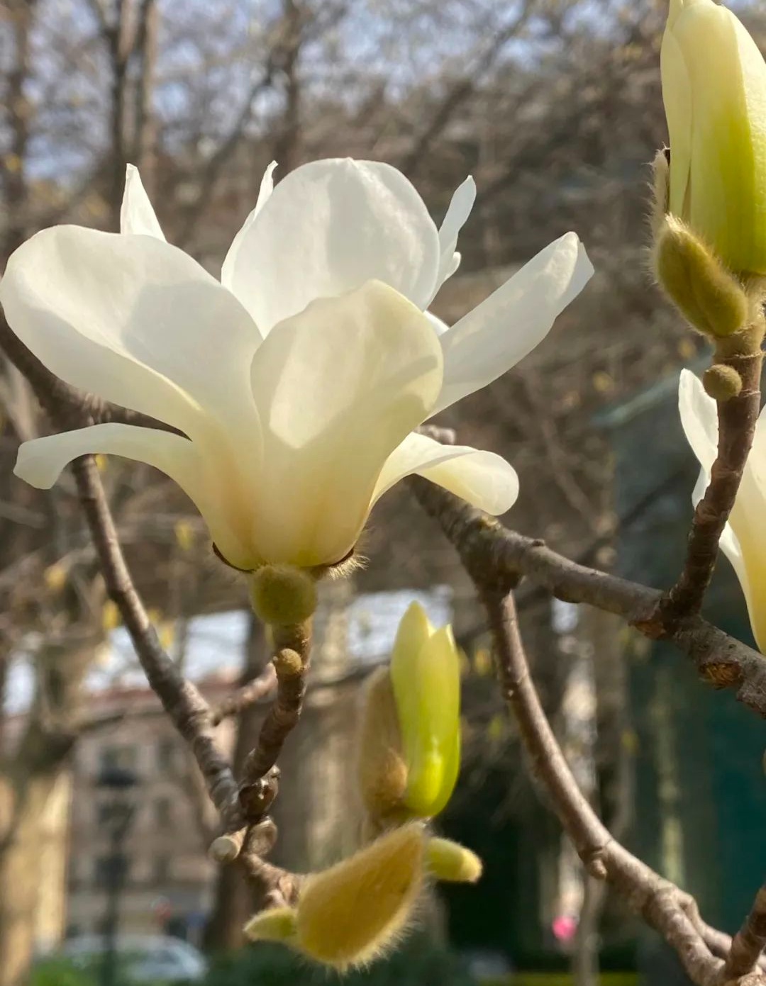 北京市市花 北京市市长什么级别-有深度有内涵的一个小网站-文化号