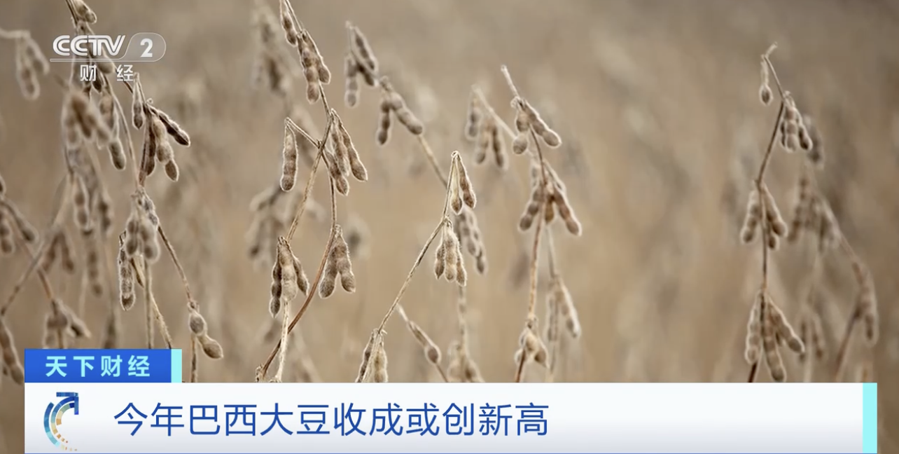 今日国内期货大豆价格，大豆今日期货价格