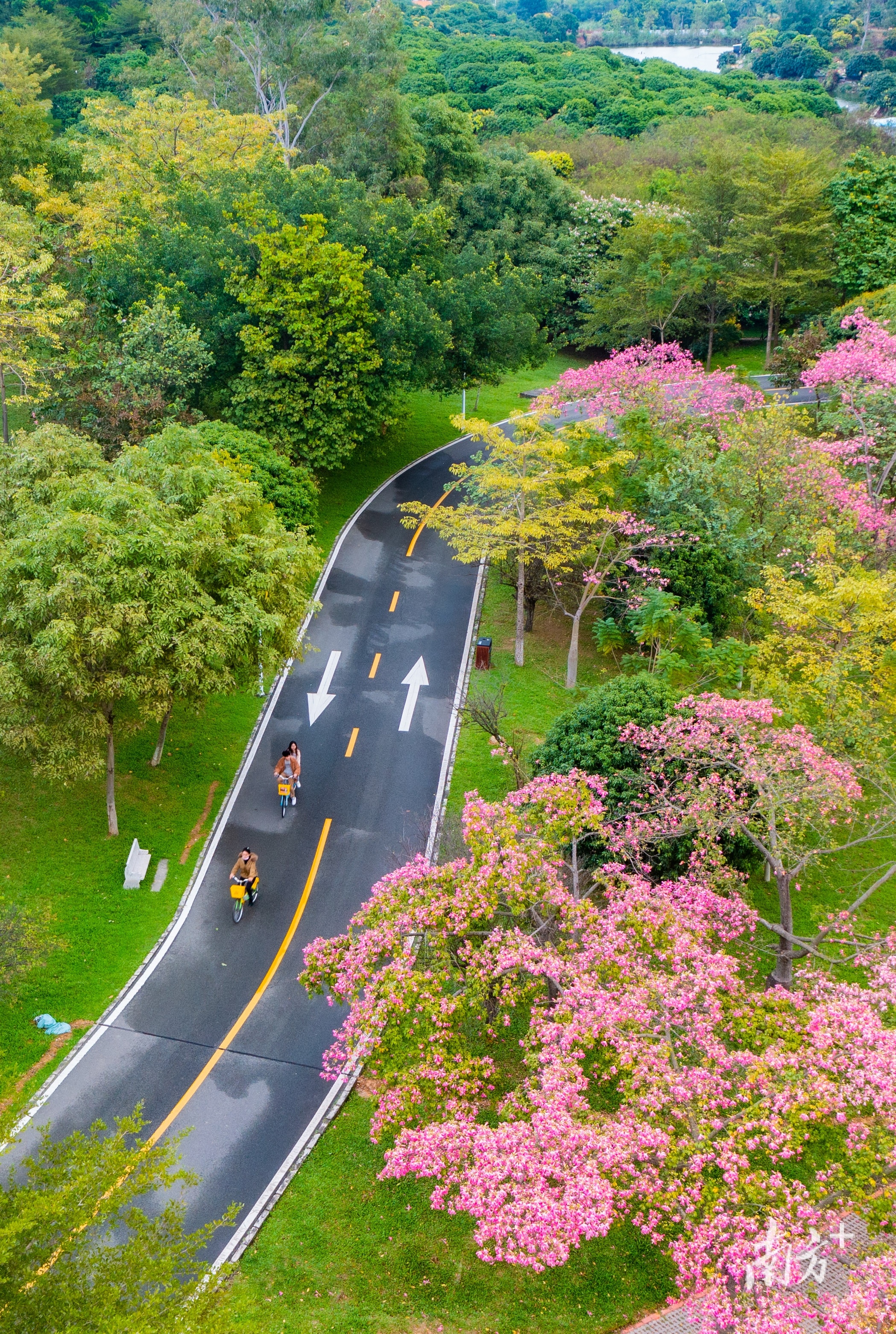 道路设计图手绘(赏花首选松山湖!赶紧收藏这套绝美手绘地图)