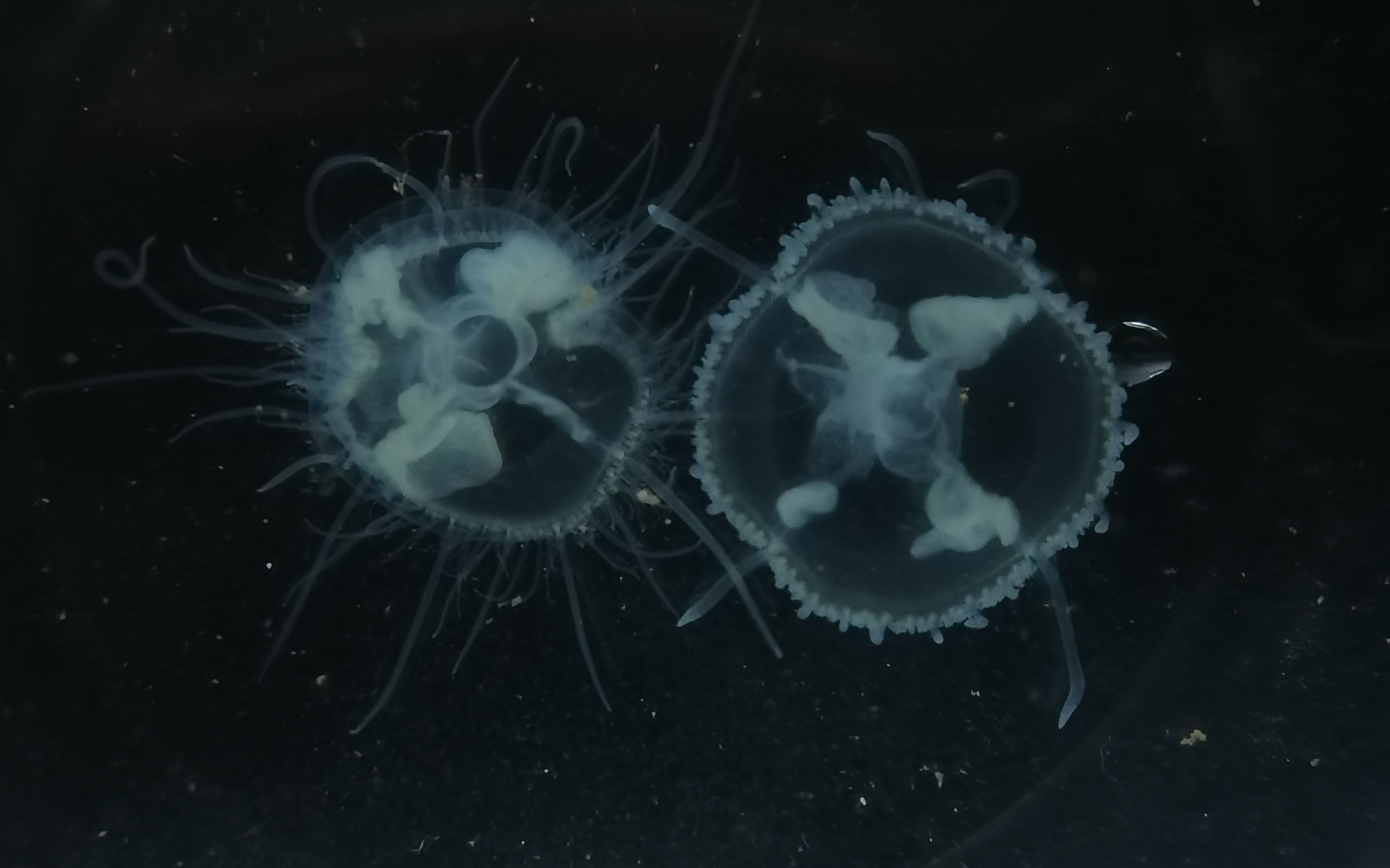 天下足球2016欧洲杯进球集锦（桃花水母出现背后，怀柔水生态环境质量创历史最优）-华海博客