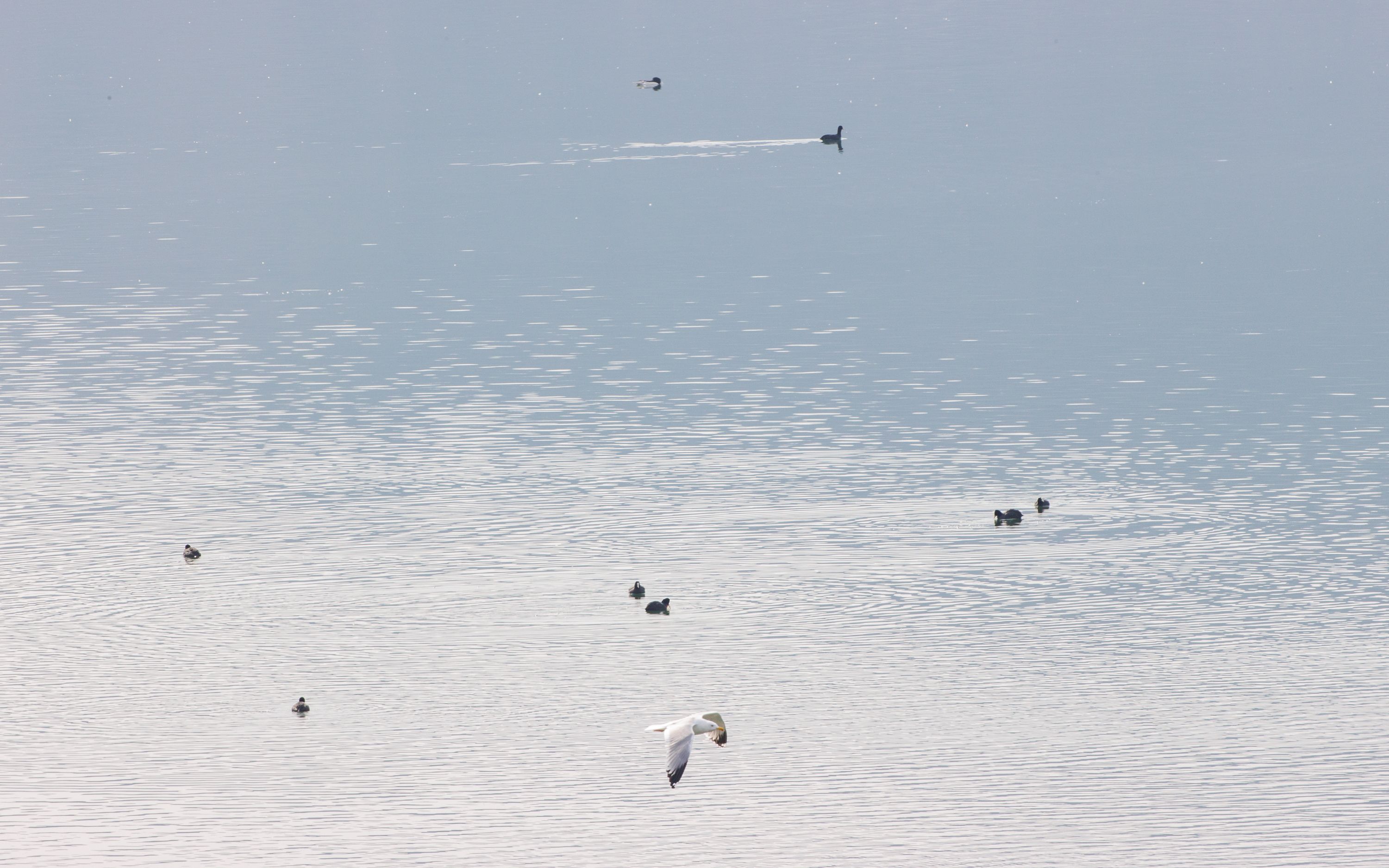天下足球2016欧洲杯进球集锦（桃花水母出现背后，怀柔水生态环境质量创历史最优）