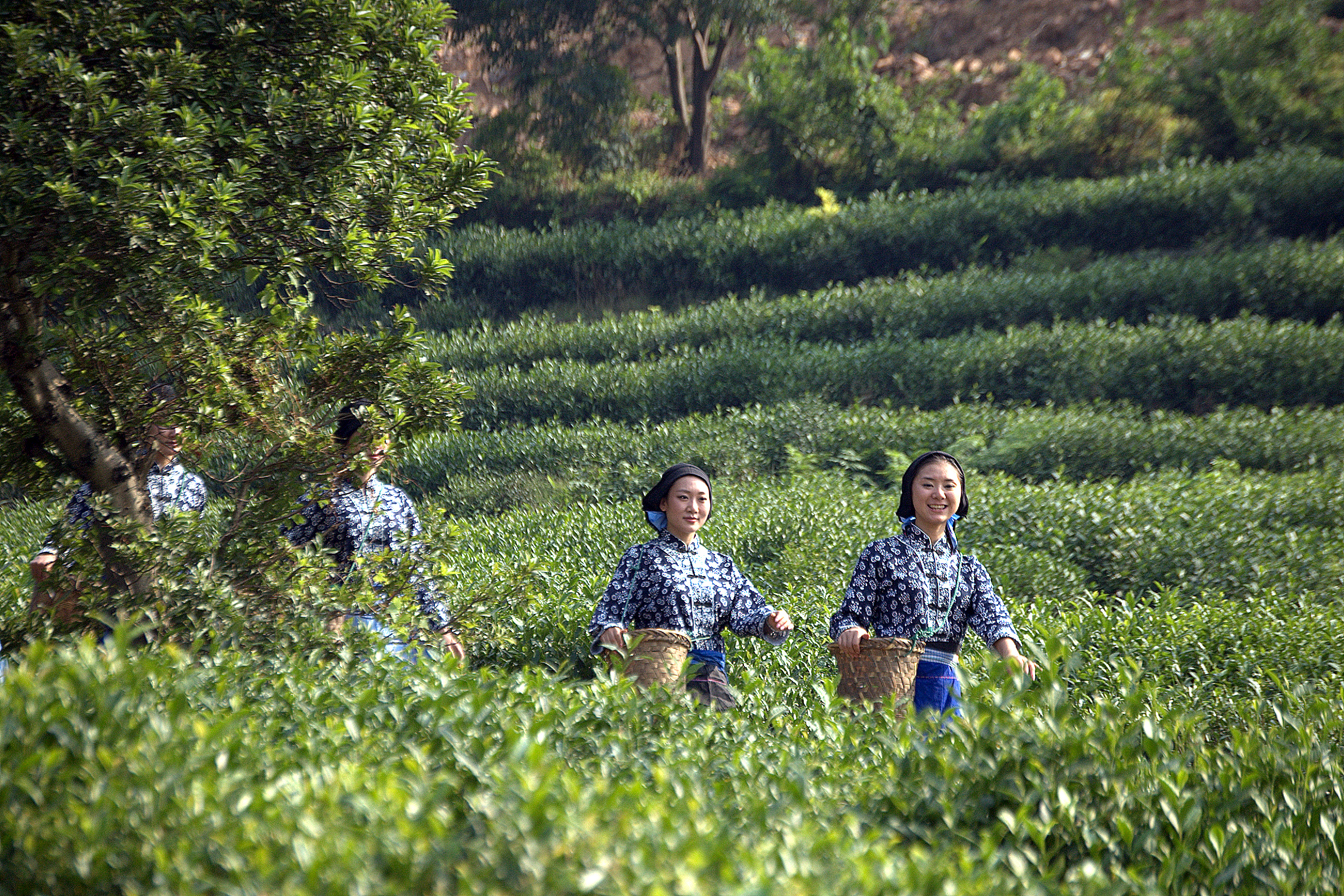 碧螺春是哪里产的(洞庭山碧螺春是哪里产的)-第1张图片-科灵网