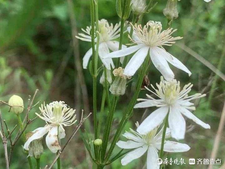 春天(tian)是怎样的（春天是怎样的来(lai)写几句诗）-大连信息网