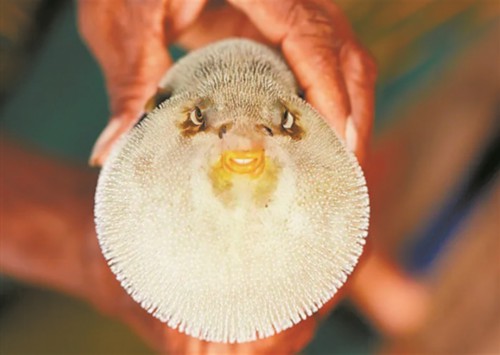 蒌蒿满地芦芽短的翻译「蒌蒿满地芦芽短的意思」