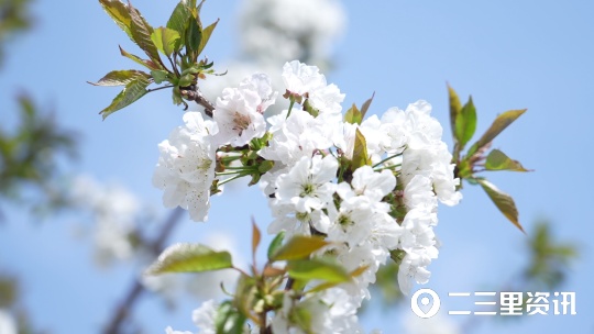 【鄉村振興】這邊花開那邊已上市，澄城櫻桃成當地群眾致富果