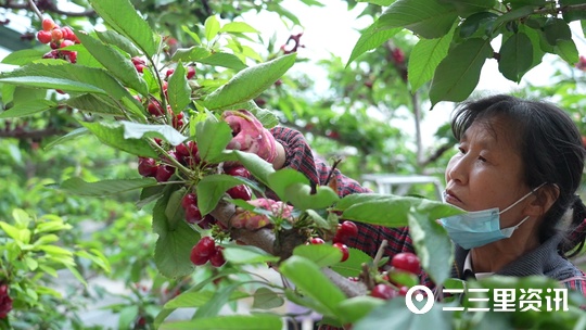 【鄉村振興】這邊花開那邊已上市，澄城櫻桃成當地群眾致富果