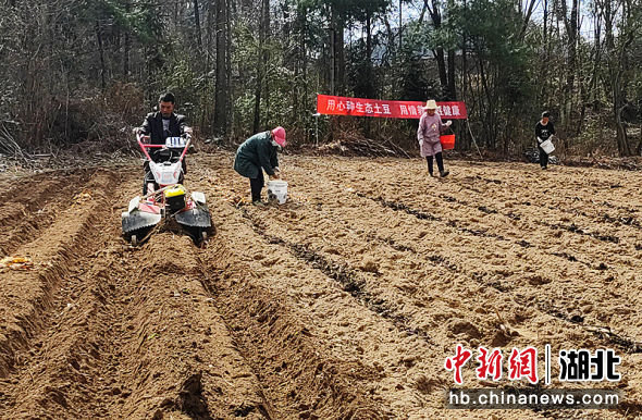 今日恩施小土豆价格「恩施富硒小土豆简介」