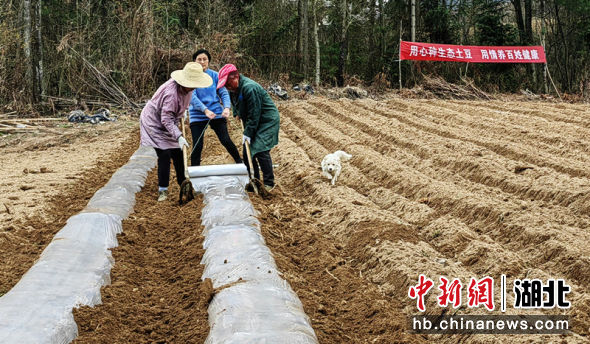 今日恩施小土豆价格「恩施富硒小土豆简介」